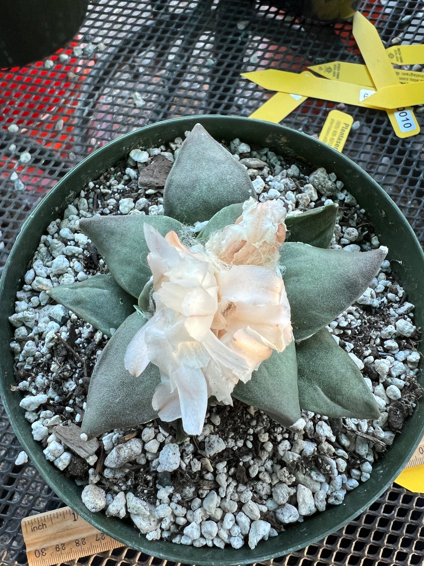 Ariocarpus retusus in 6 inch pot #12