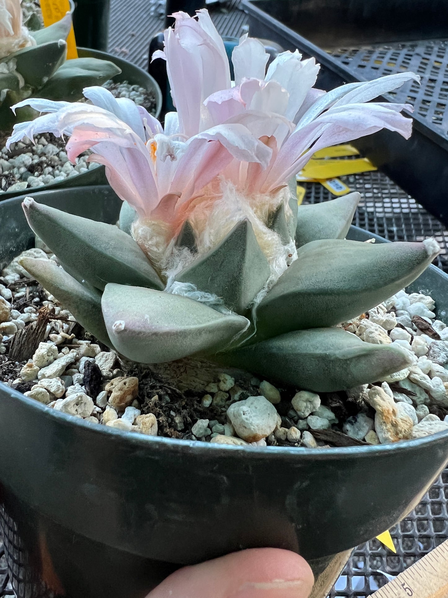 Ariocarpus retusus in 6 inch pot #13