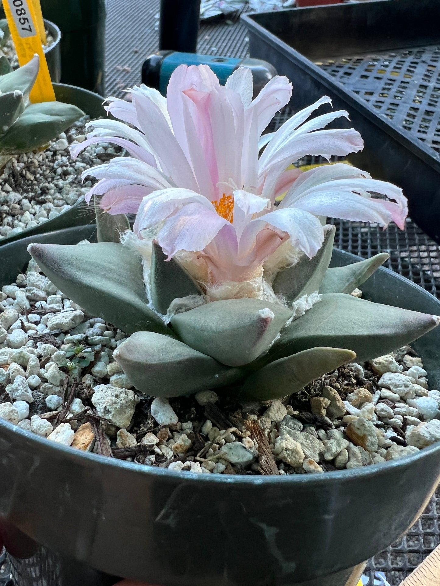 Ariocarpus retusus in 6 inch pot #13