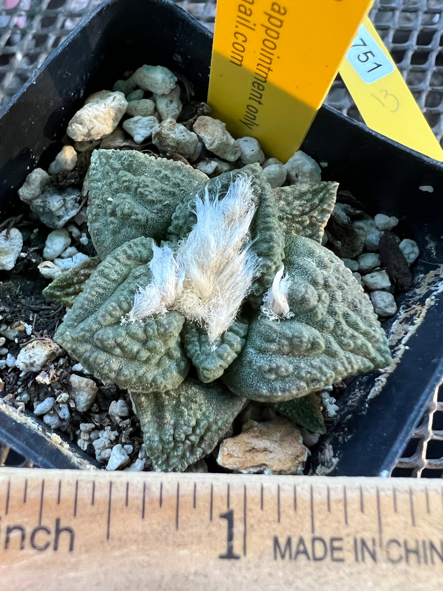 Ariocarpus fissuratus in 2.5 inch pot