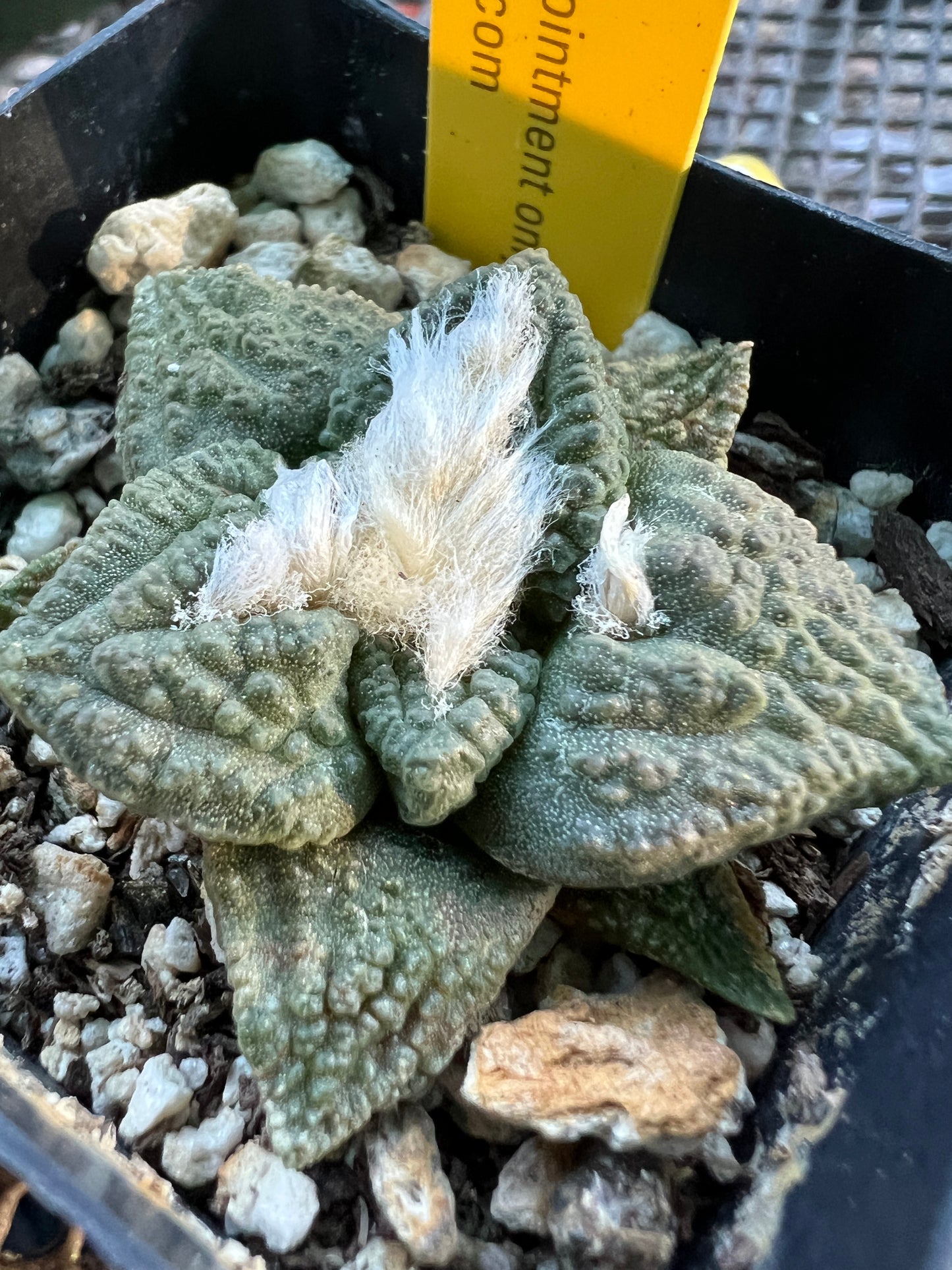 Ariocarpus fissuratus in 2.5 inch pot