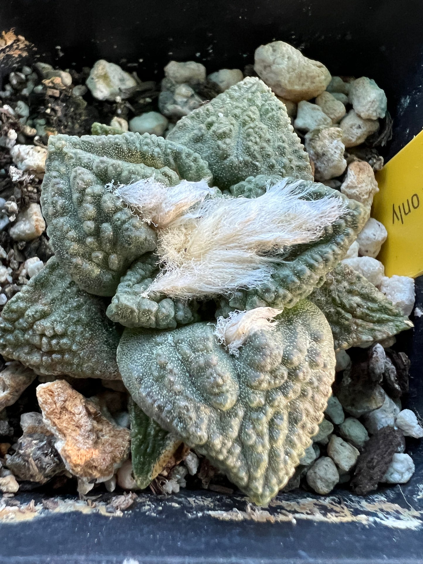 Ariocarpus fissuratus in 2.5 inch pot