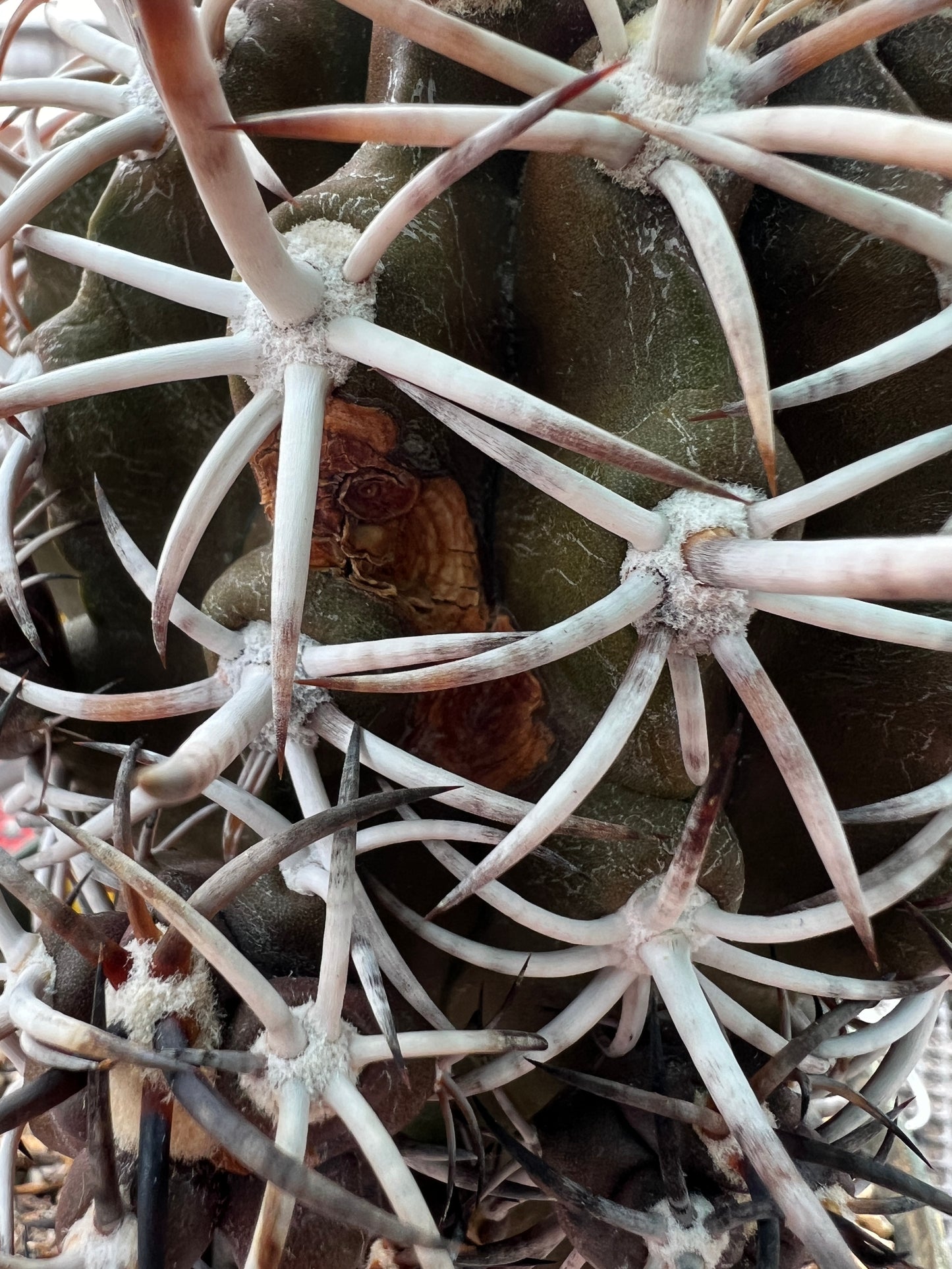 Copiapoa dura specimen very nice