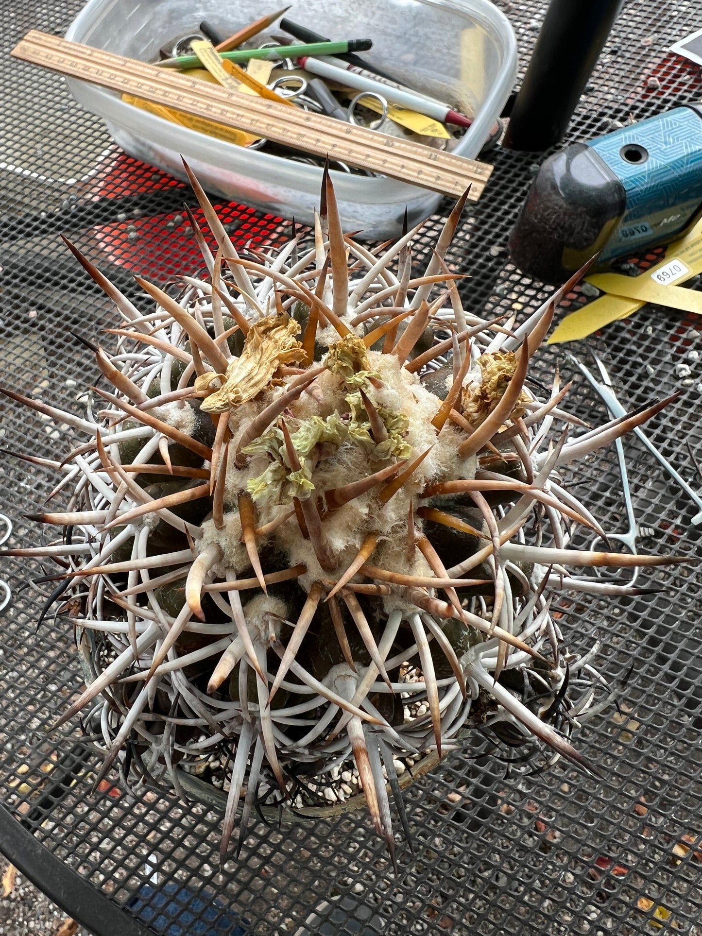 Copiapoa dura specimen very nice