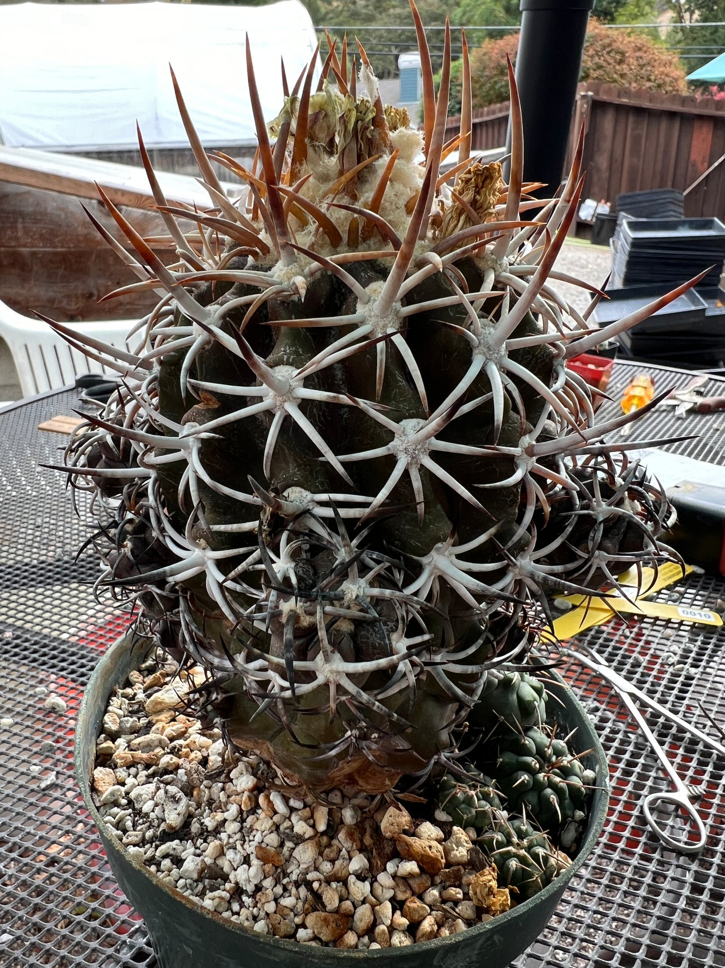 Copiapoa dura specimen very nice