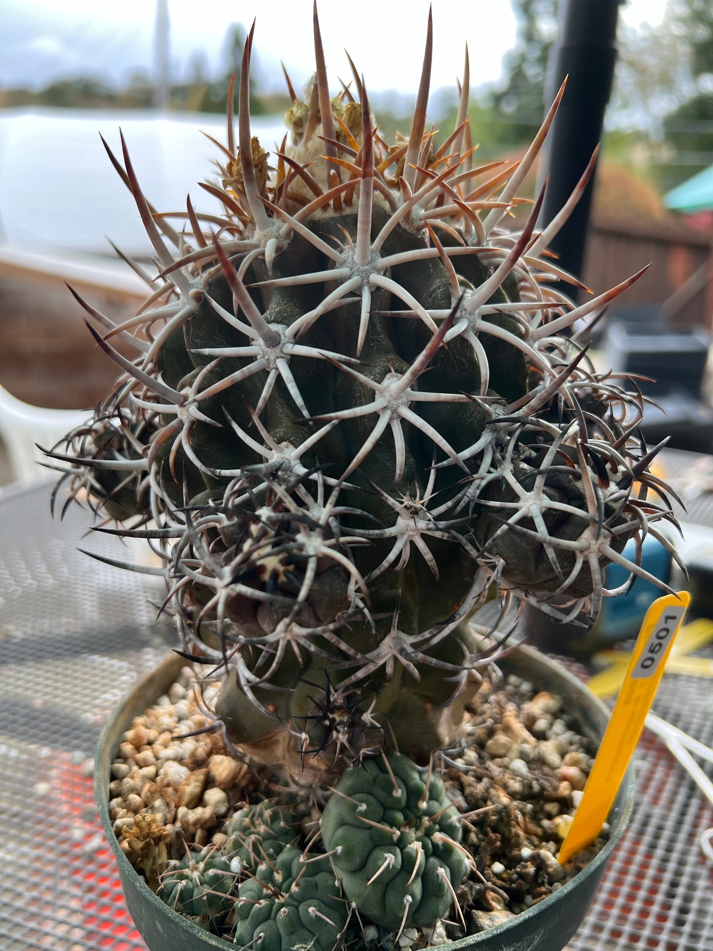 Copiapoa dura specimen very nice