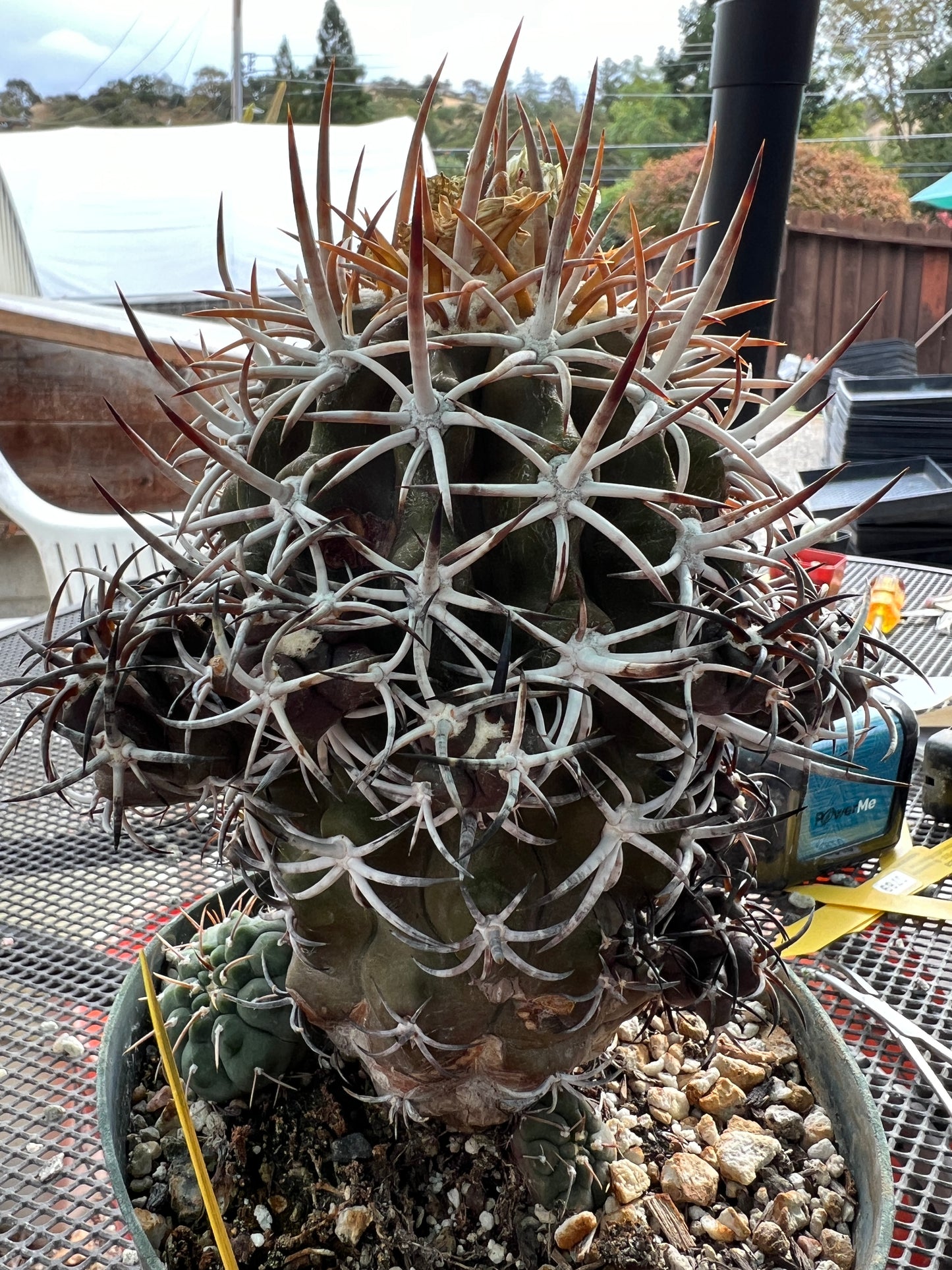 Copiapoa dura specimen very nice