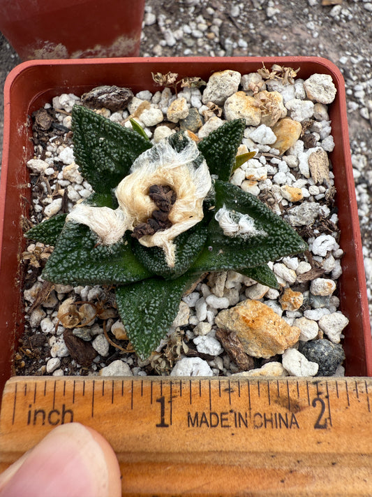 Ariocarpus Hintonii rare cactus in 2.75 inch pot