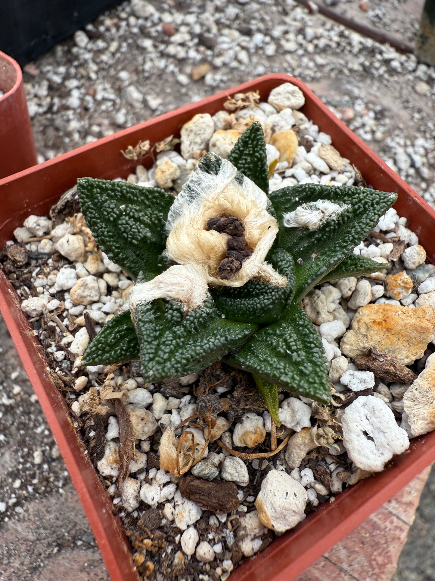 Ariocarpus Hintonii rare cactus in 2.75 inch pot