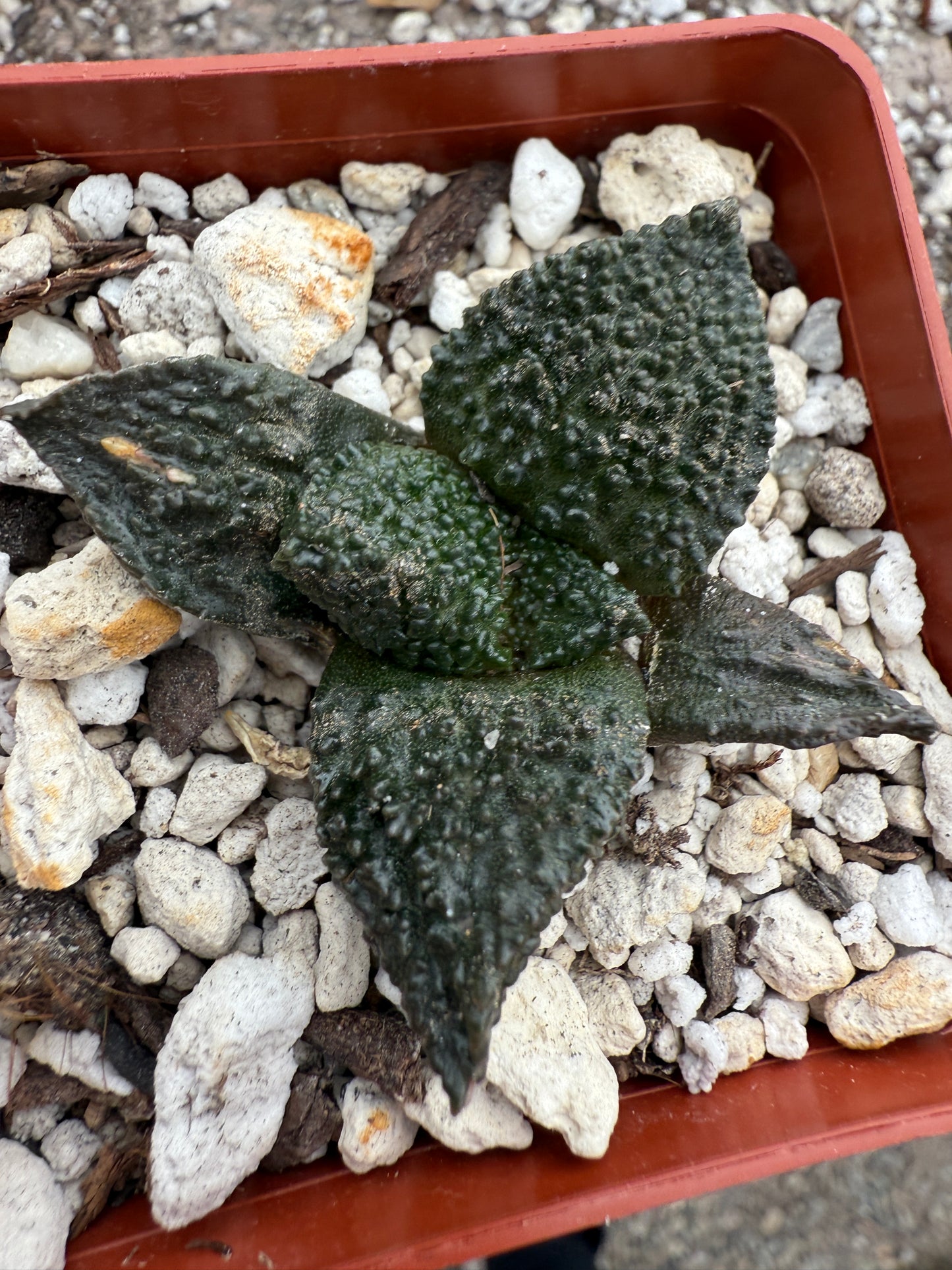 Ariocarpus super Godzilla cactus #1