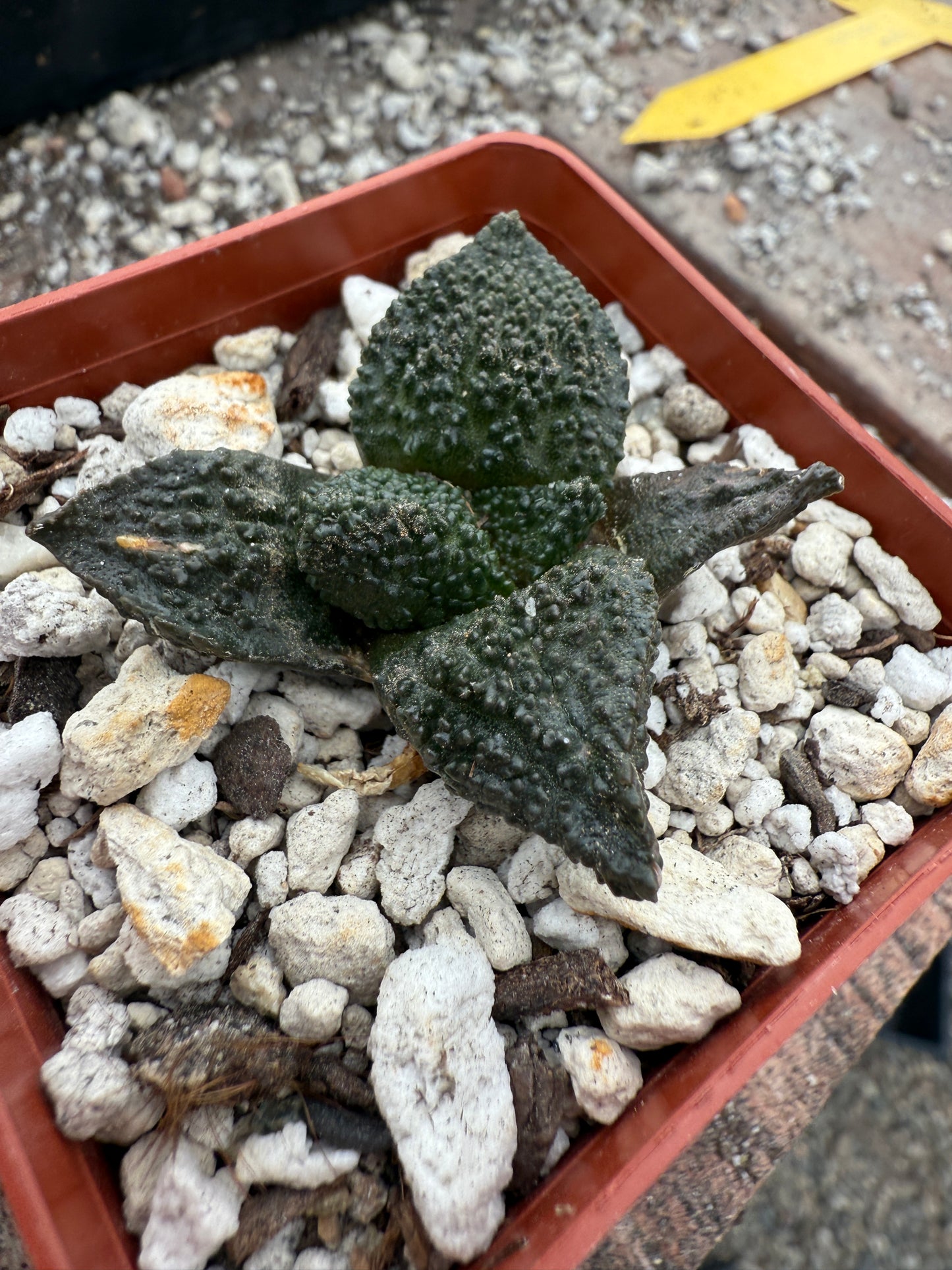 Ariocarpus super Godzilla cactus #1