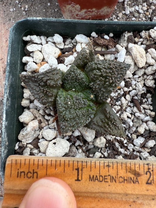 Ariocarpus super Godzilla rare cactus #2