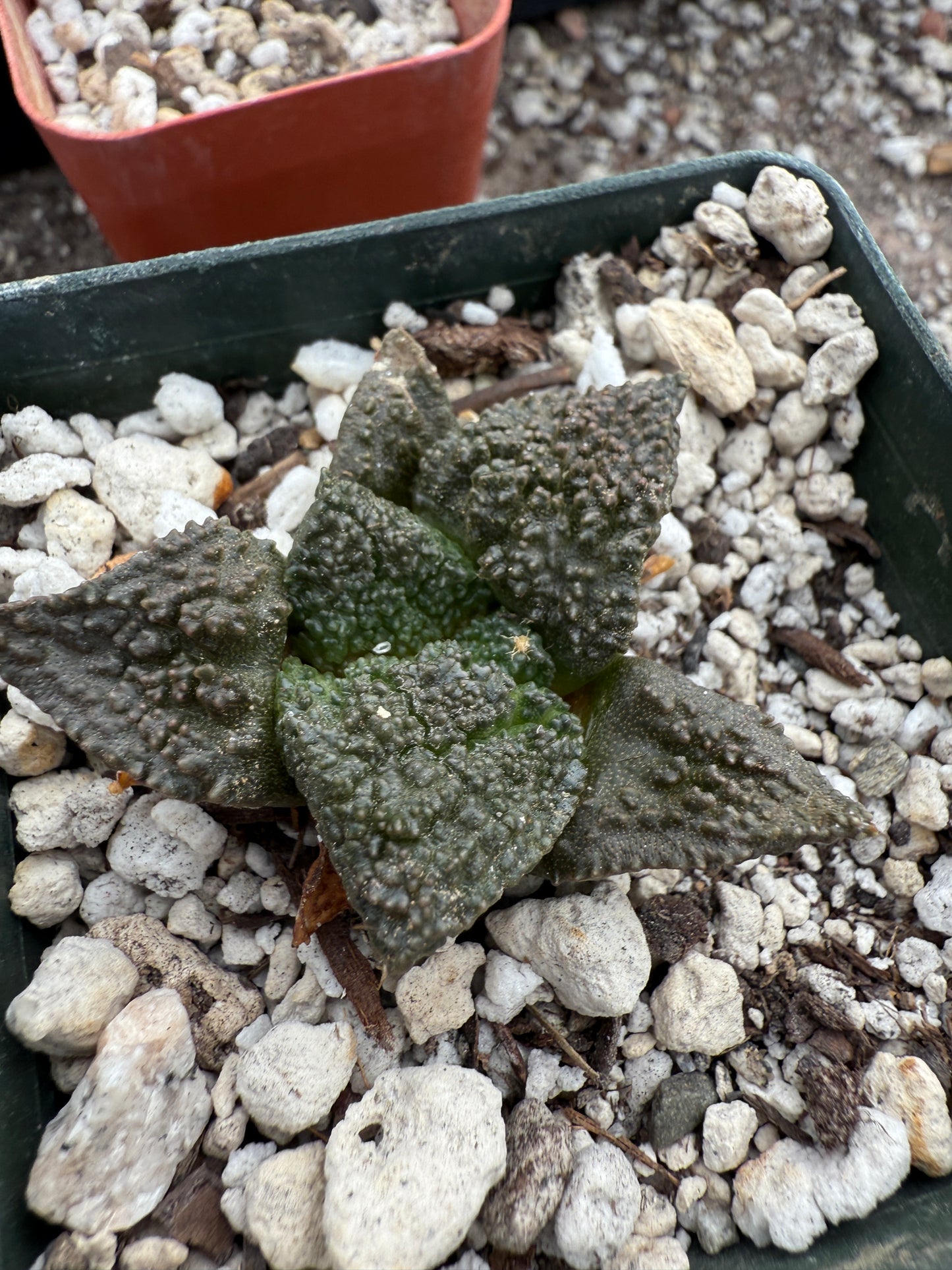 Ariocarpus super Godzilla rare cactus #2