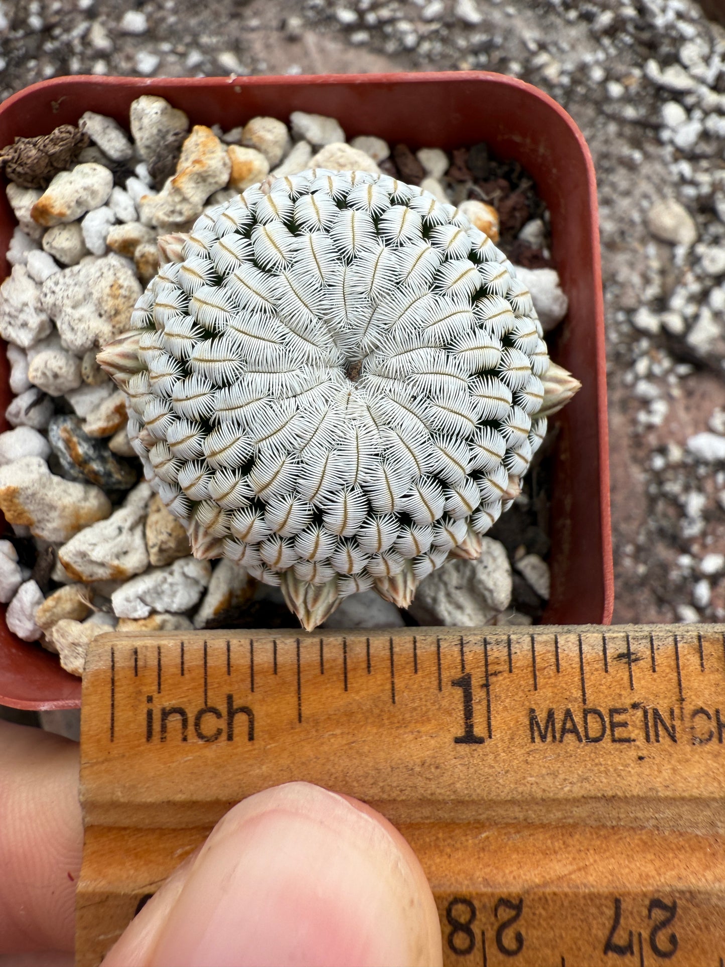 Mammillaria pectinifera cactus #1