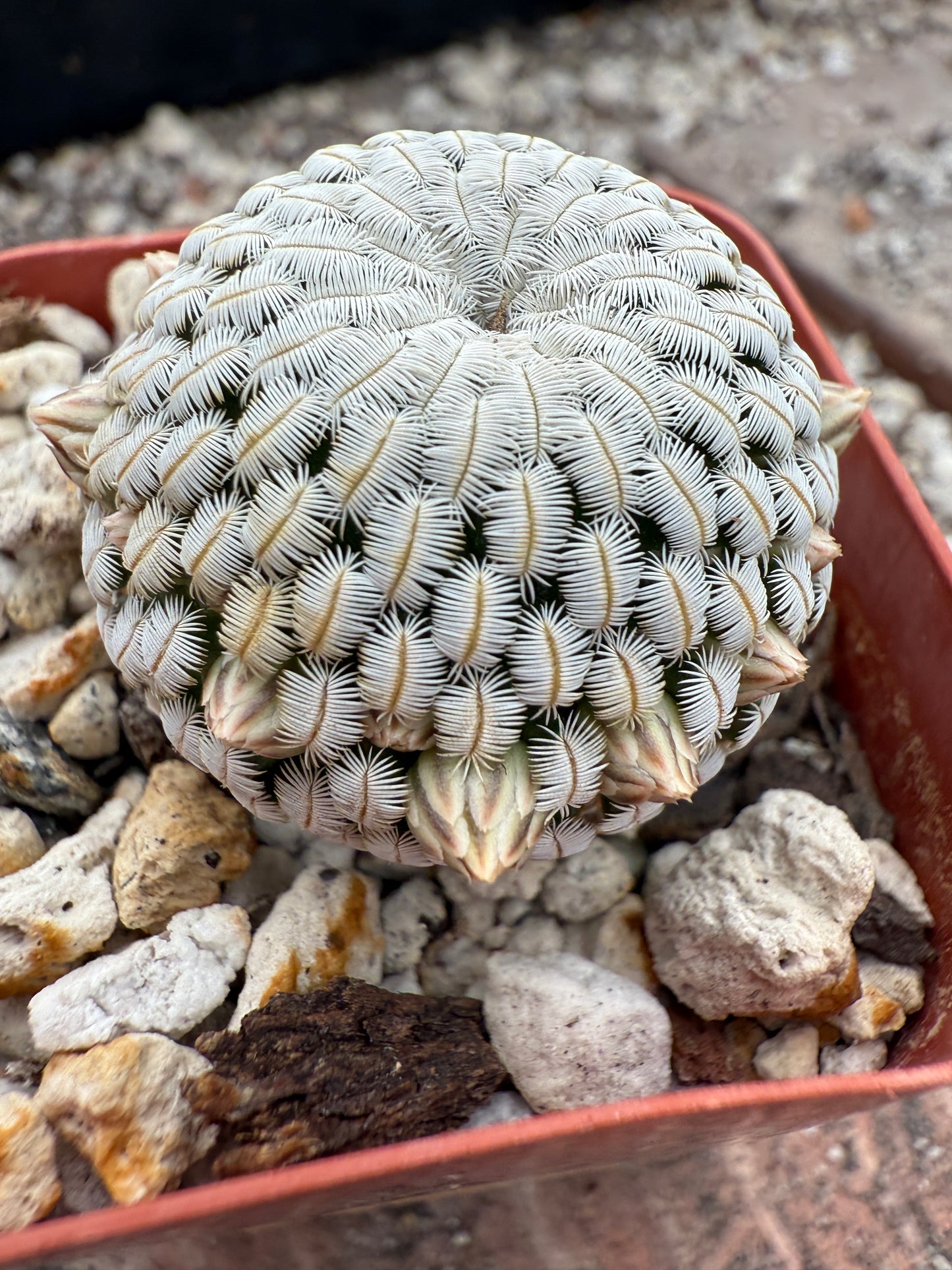 Mammillaria pectinifera cactus #1