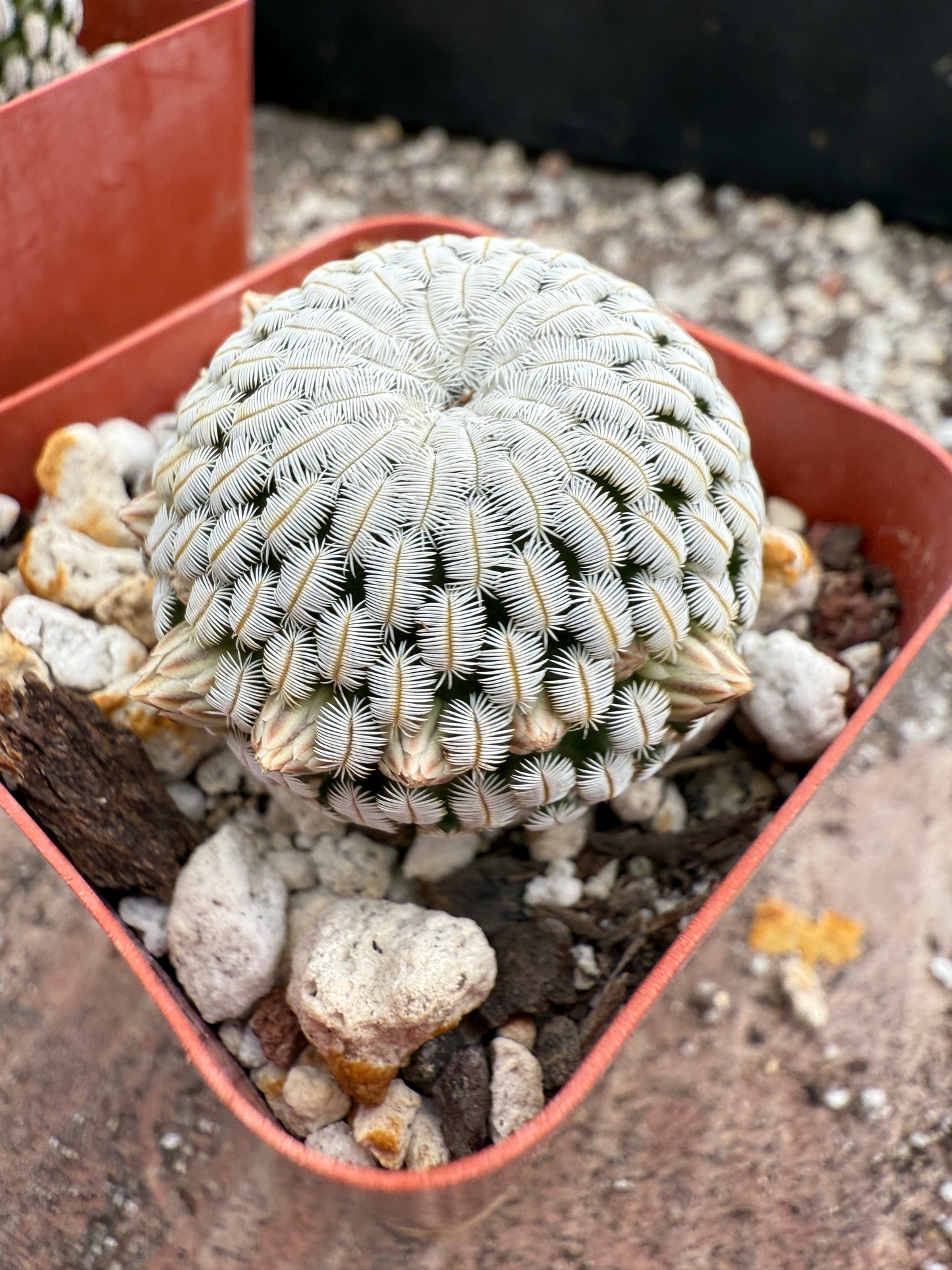 Mammillaria pectinifera cactus #1