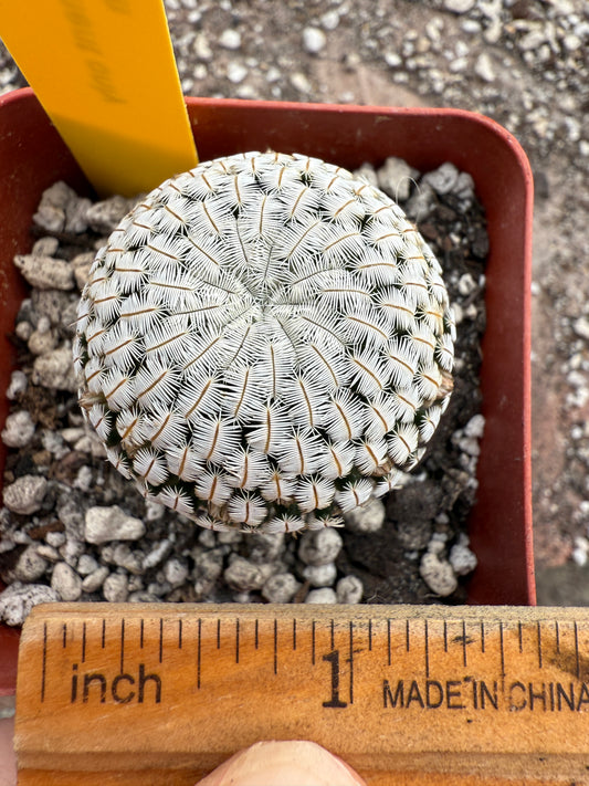 Mammillaria pectinifera cactus #2