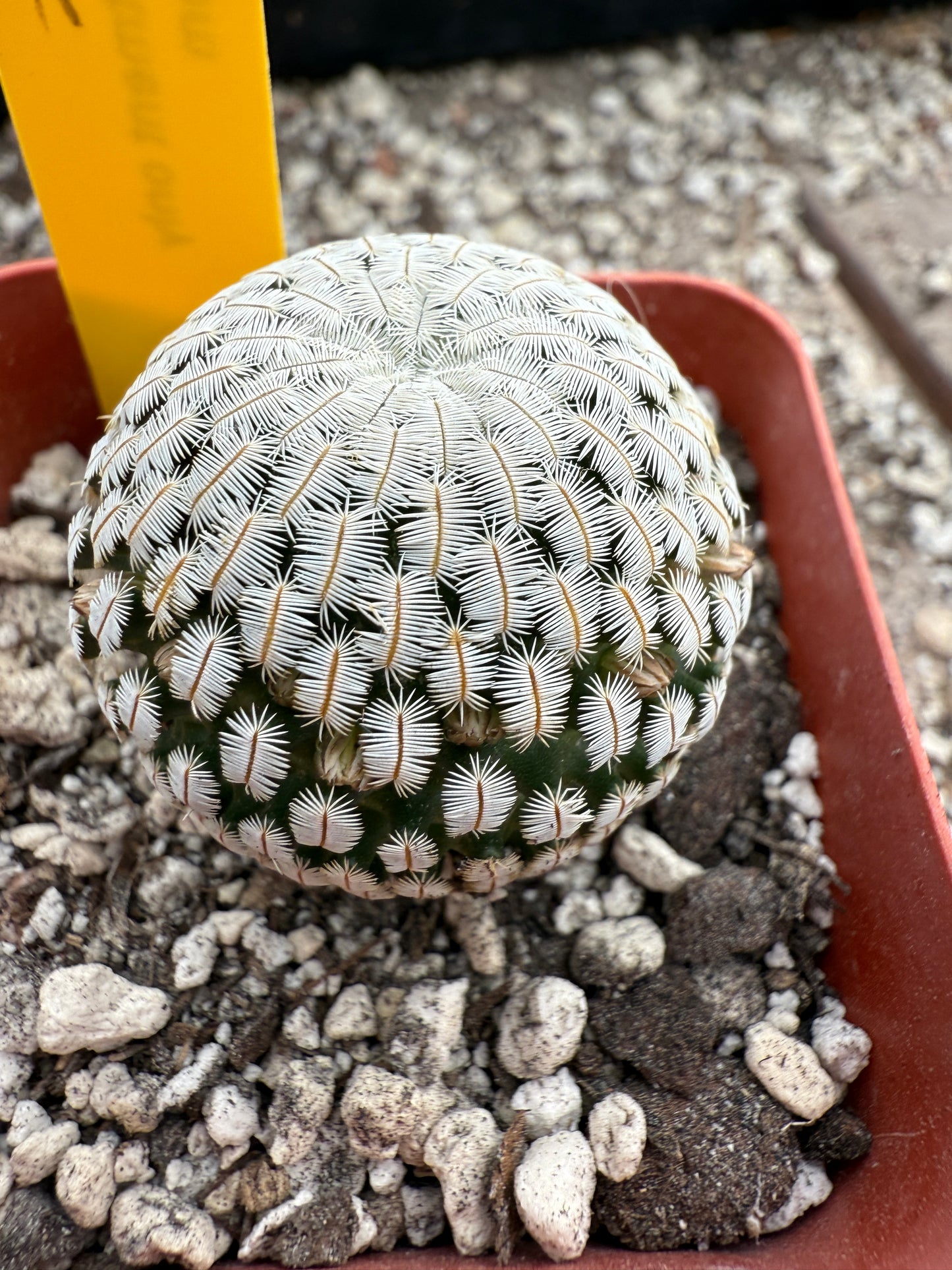 Mammillaria pectinifera cactus #2