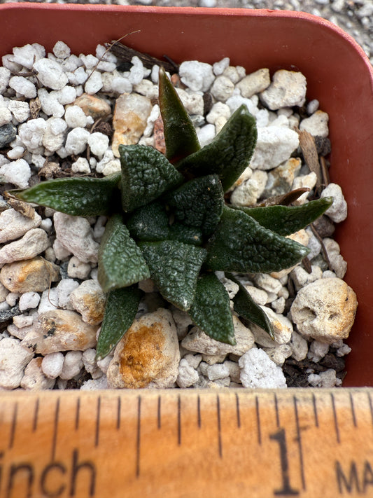 Ariocarpus Hintonii rare cactus