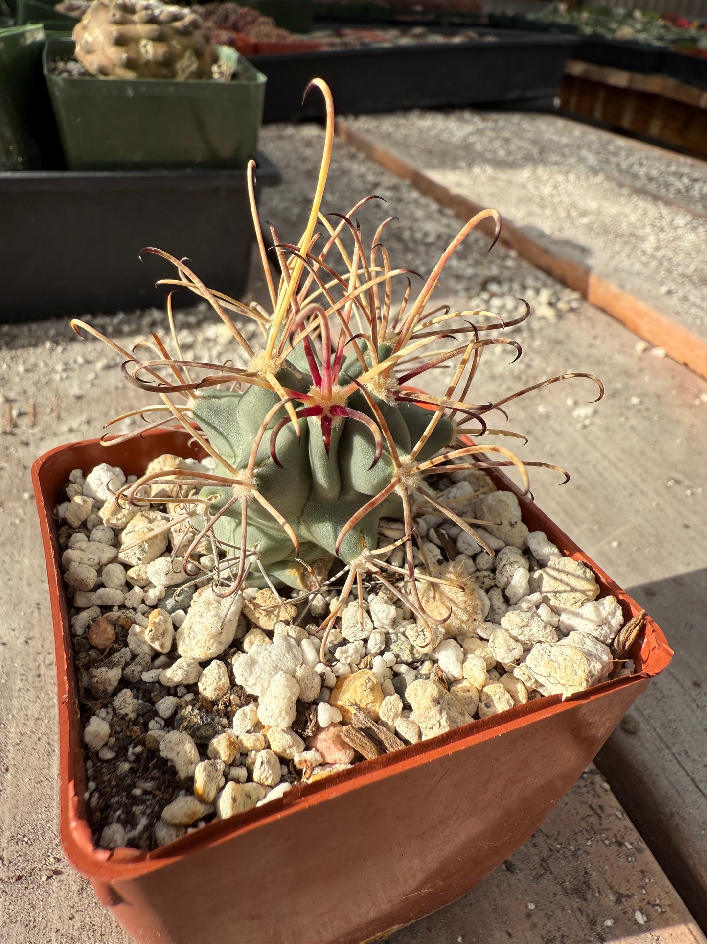 Ancistrocactus crassihamatus rare cactus