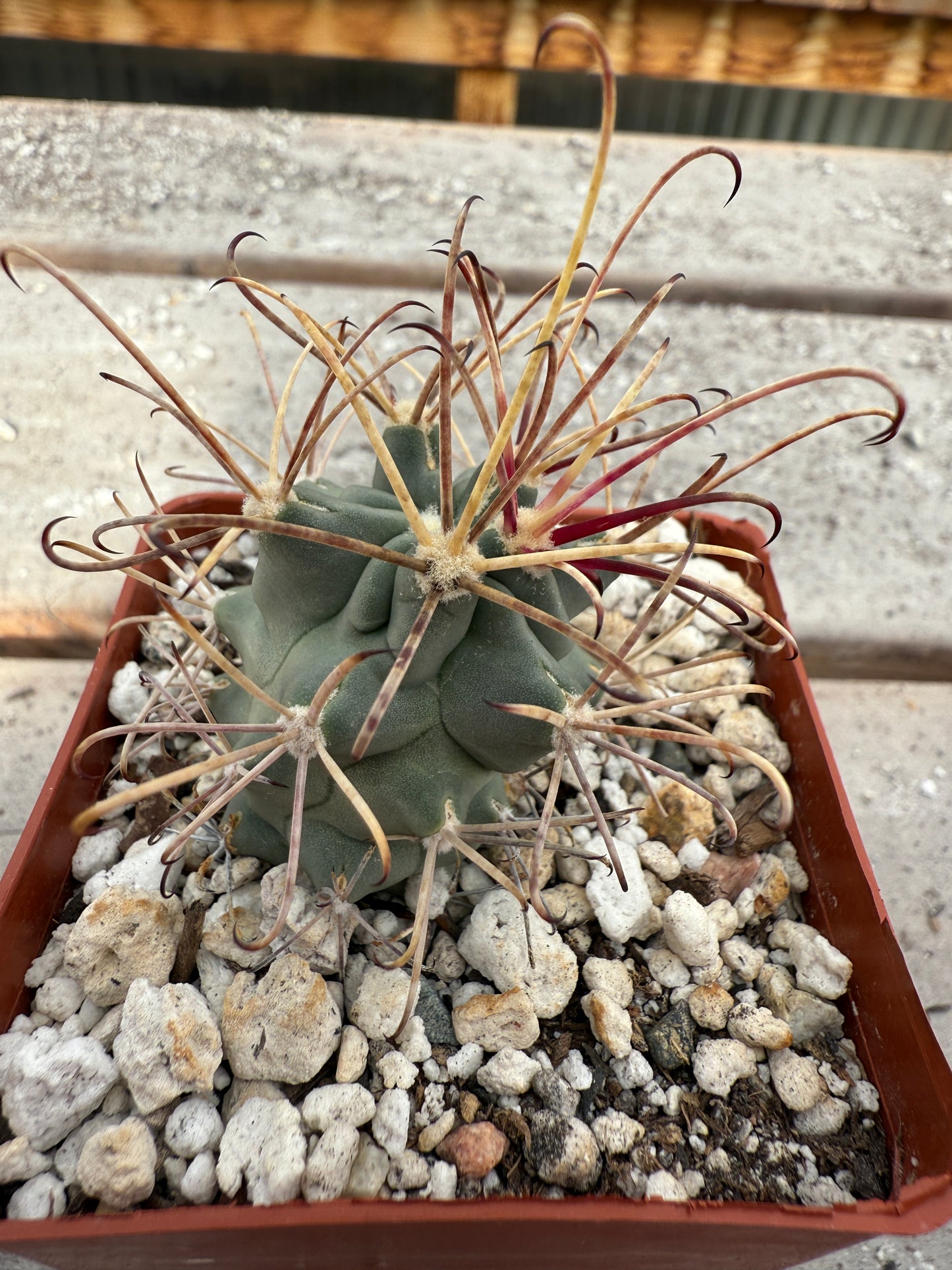 Ancistrocactus crassihamatus rare cactus