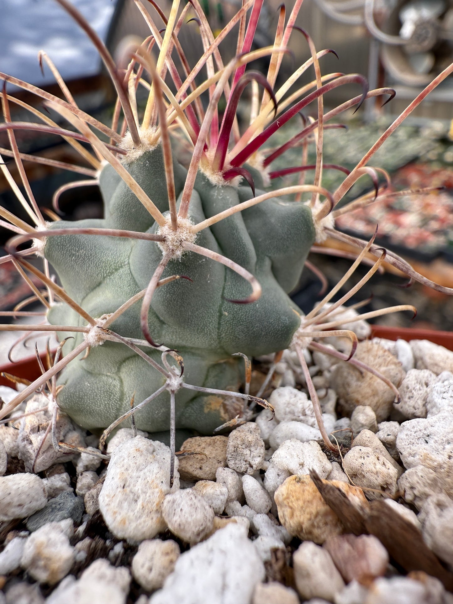 Ancistrocactus crassihamatus rare cactus