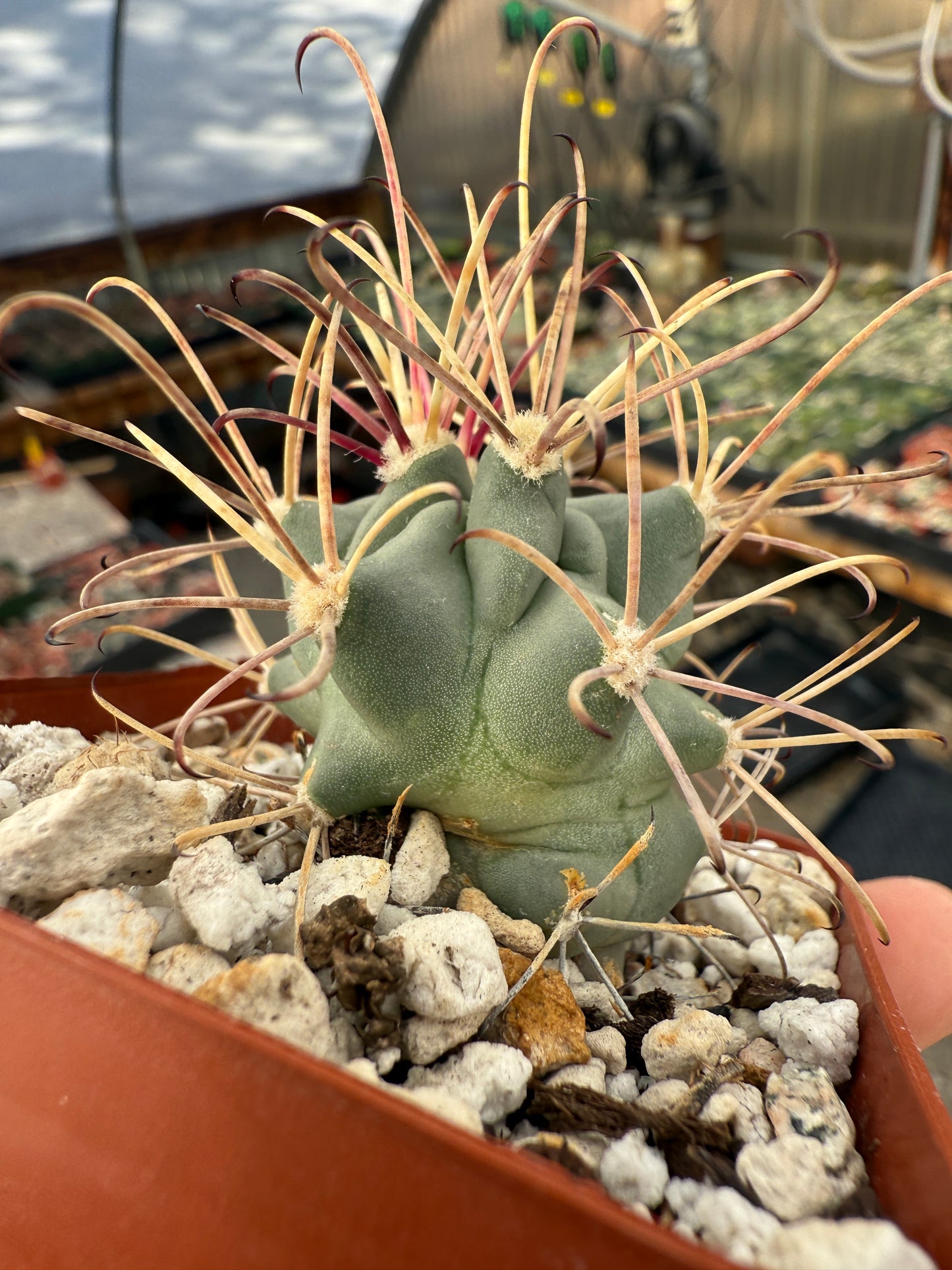 Ancistrocactus crassihamatus rare cactus