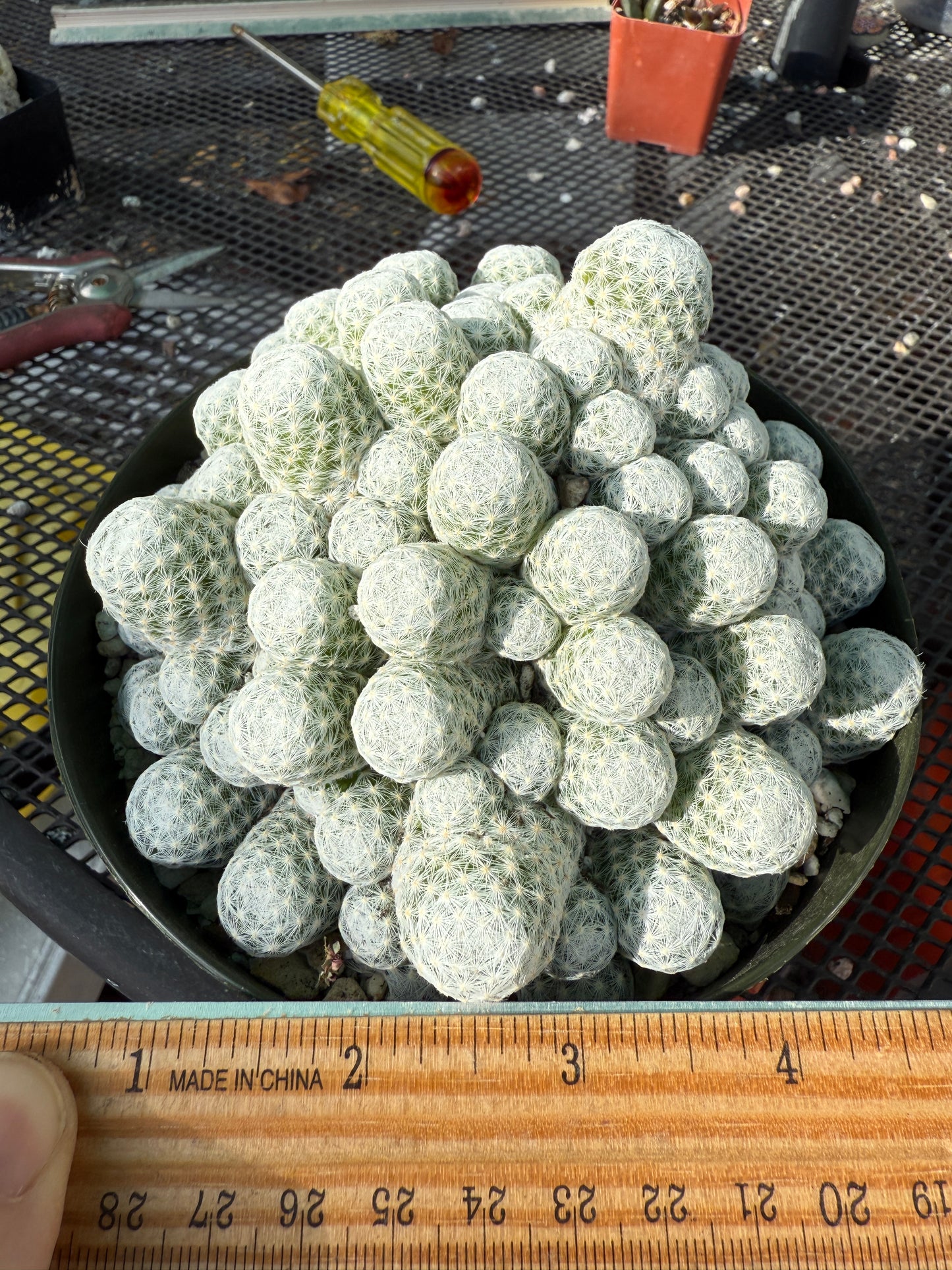 Mammillaria Humboldtii rare cactus in 6 inch pot #1