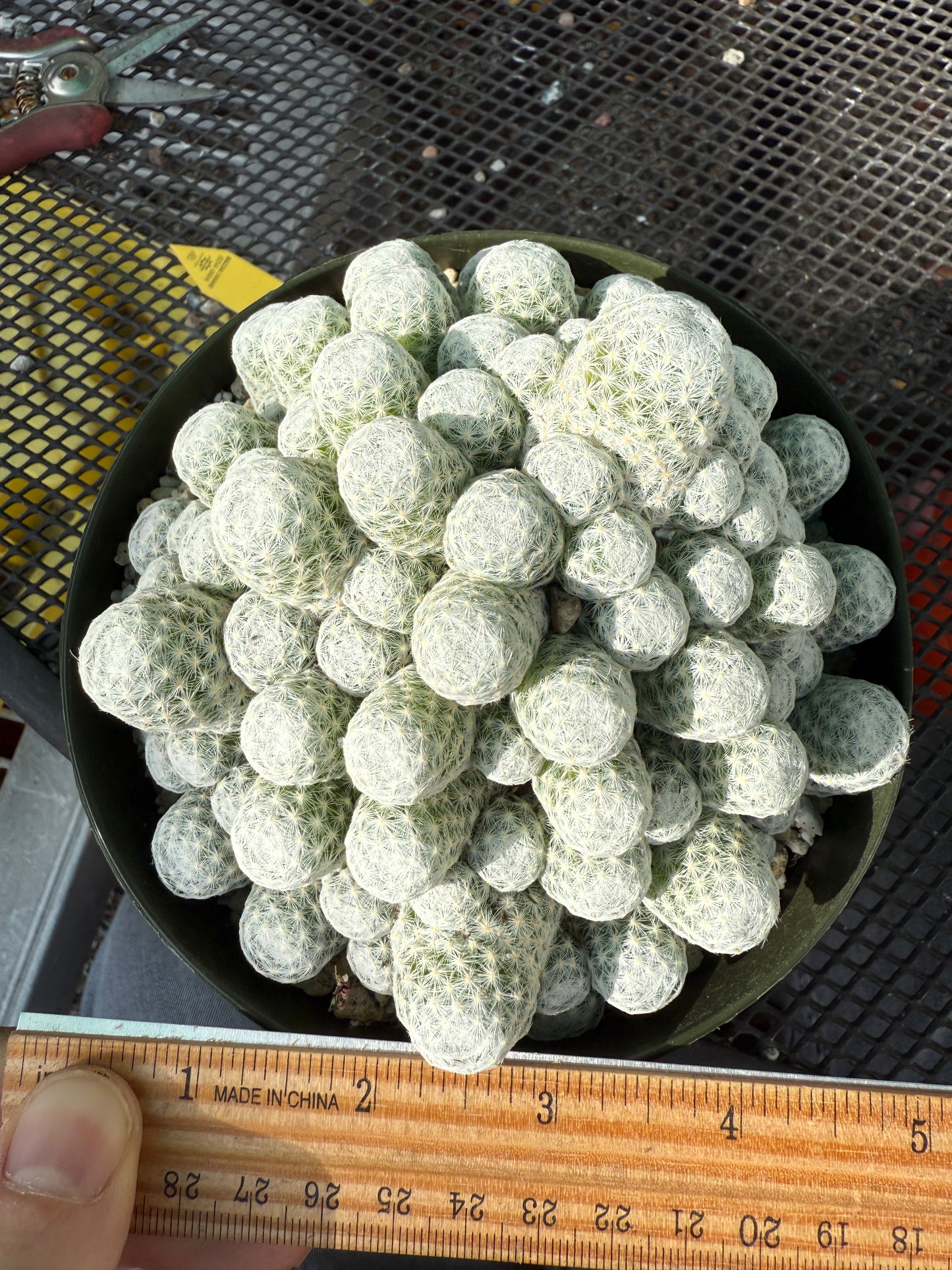 Mammillaria Humboldtii rare cactus in 6 inch pot #1