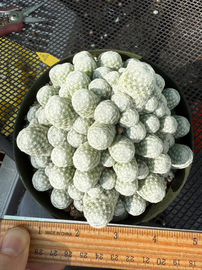 Mammillaria Humboldtii rare cactus in 6 inch pot 0045
