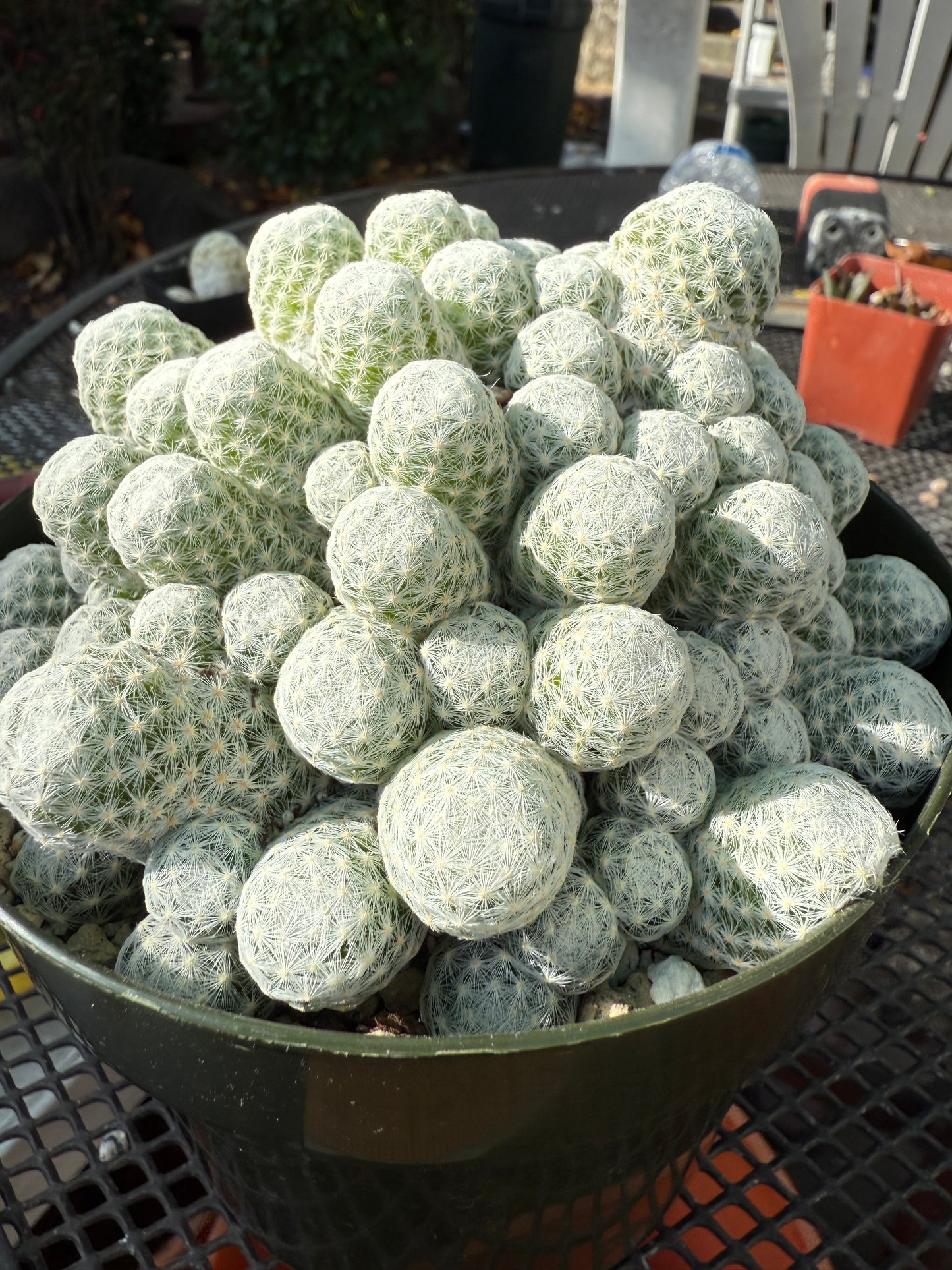 Mammillaria Humboldtii rare cactus in 6 inch pot #1