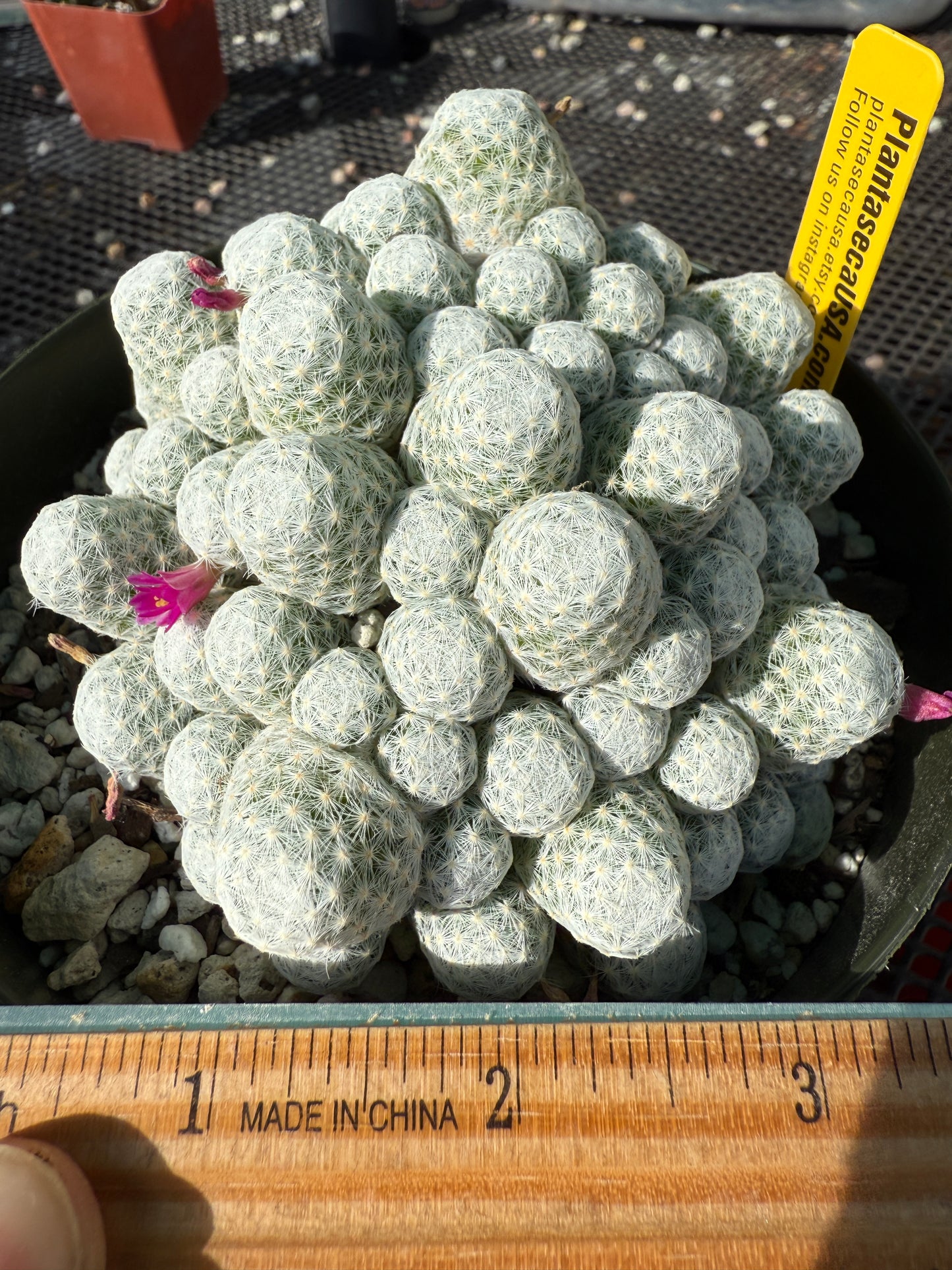 Mammillaria humboldtii rare cactus in 6 inch pot #2