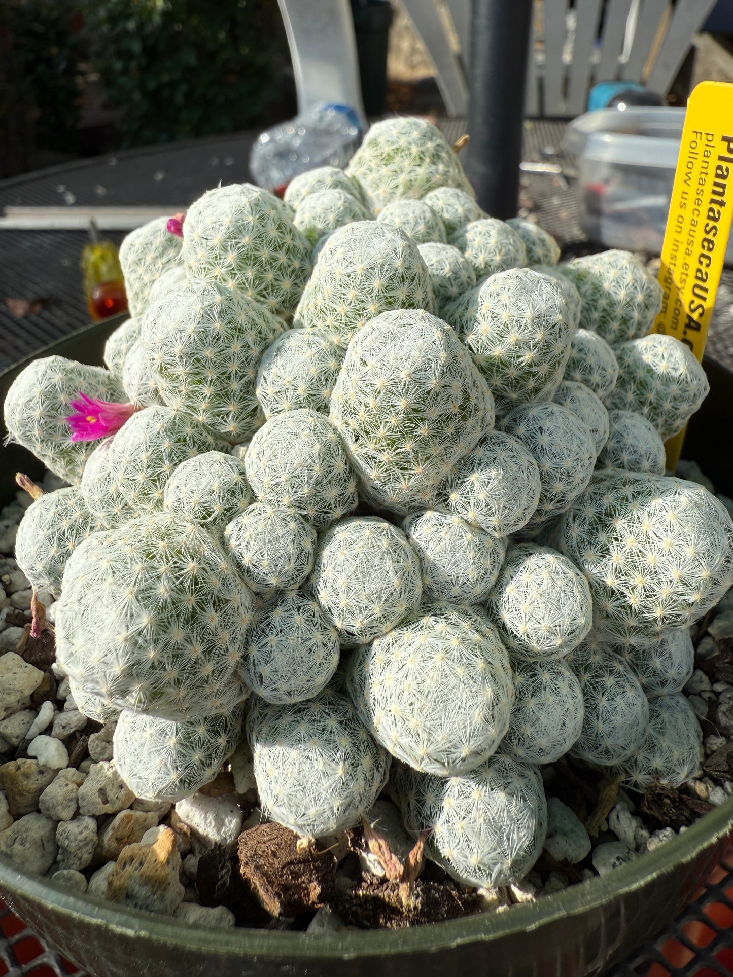 Mammillaria humboldtii rare cactus in 6 inch pot #2