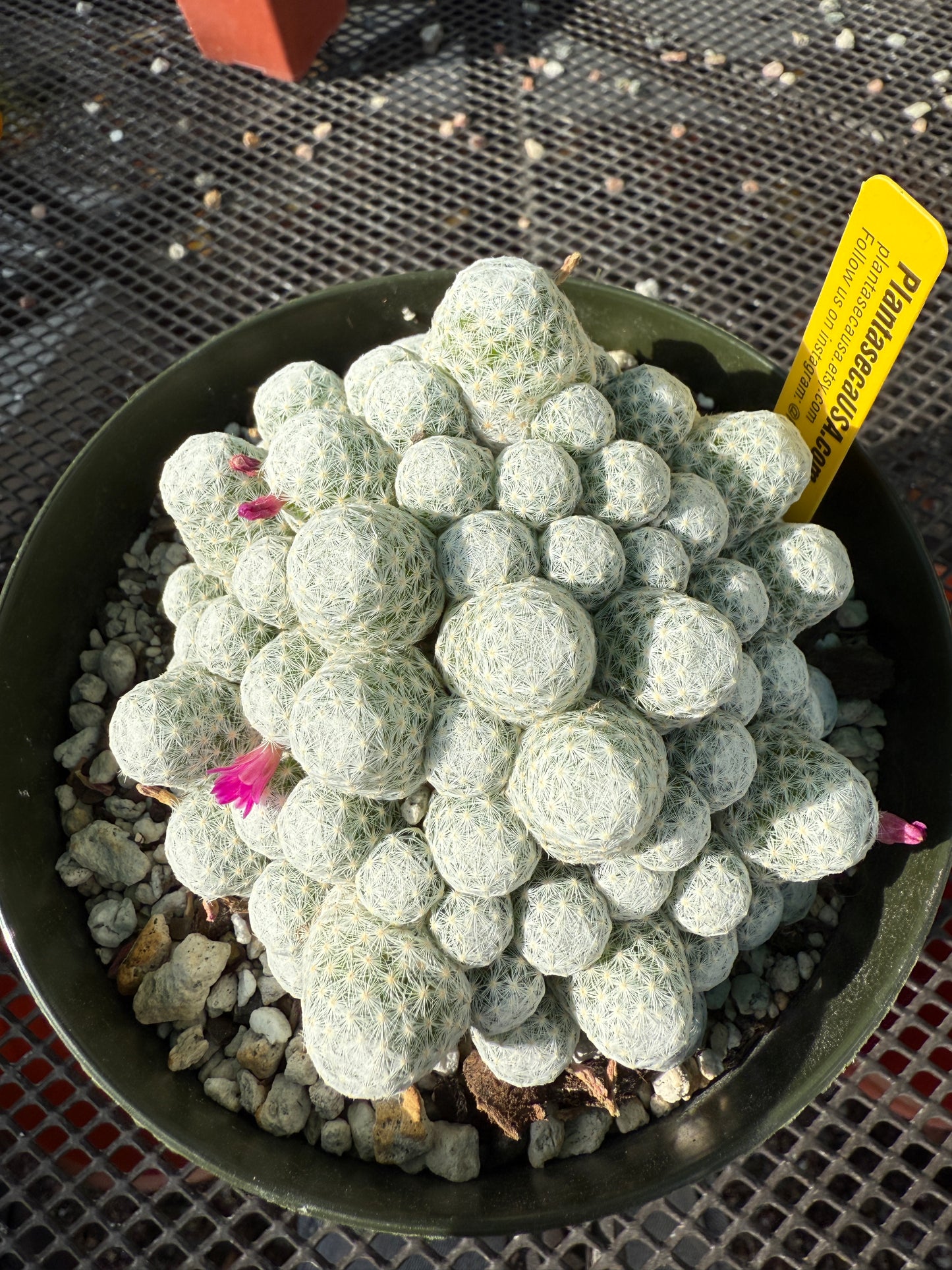 Mammillaria humboldtii rare cactus in 6 inch pot #2