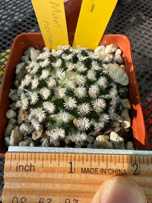 Mammillaria hernandezii cactus rare #1