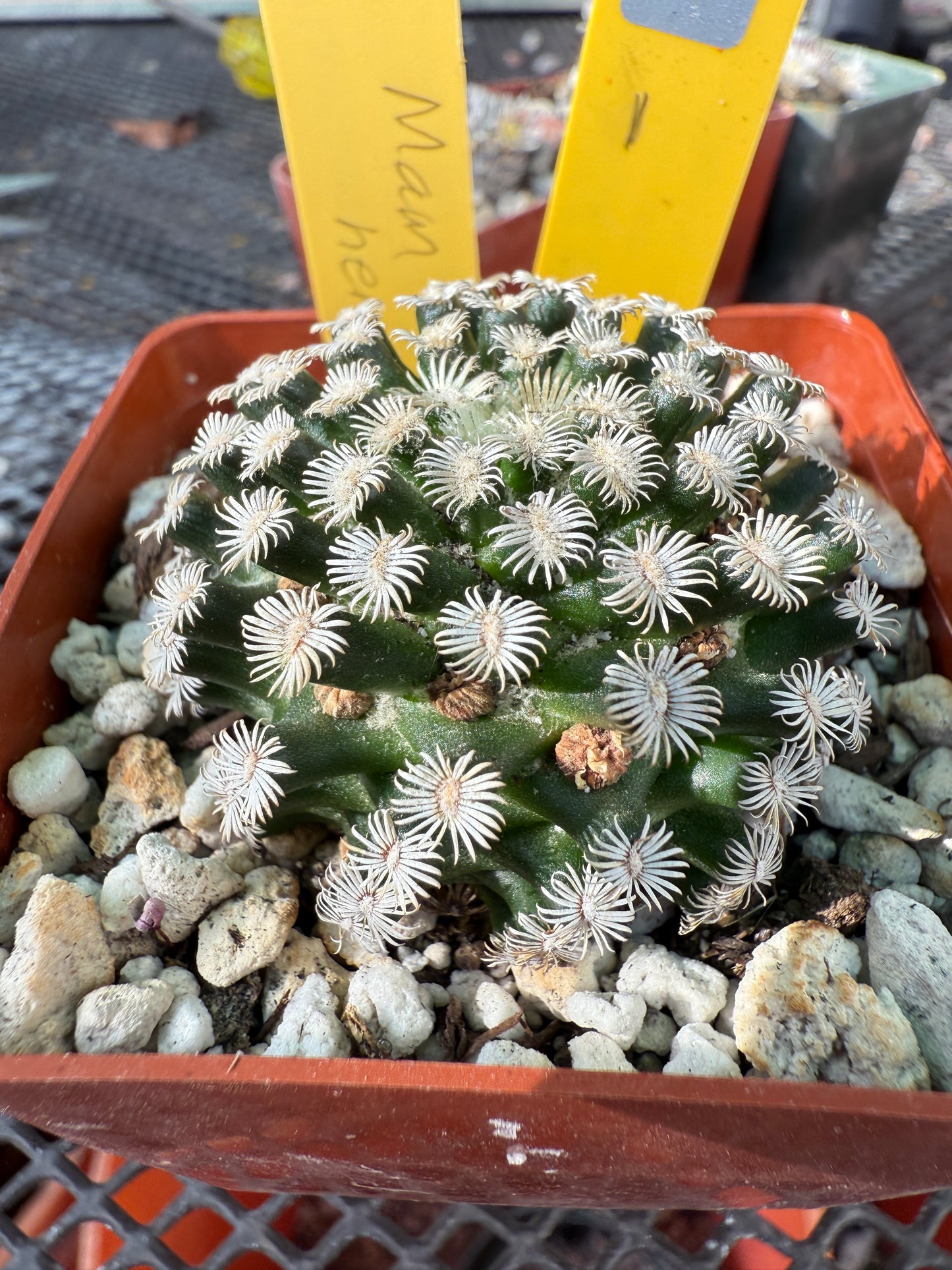 Mammillaria hernandezii cactus rare #1