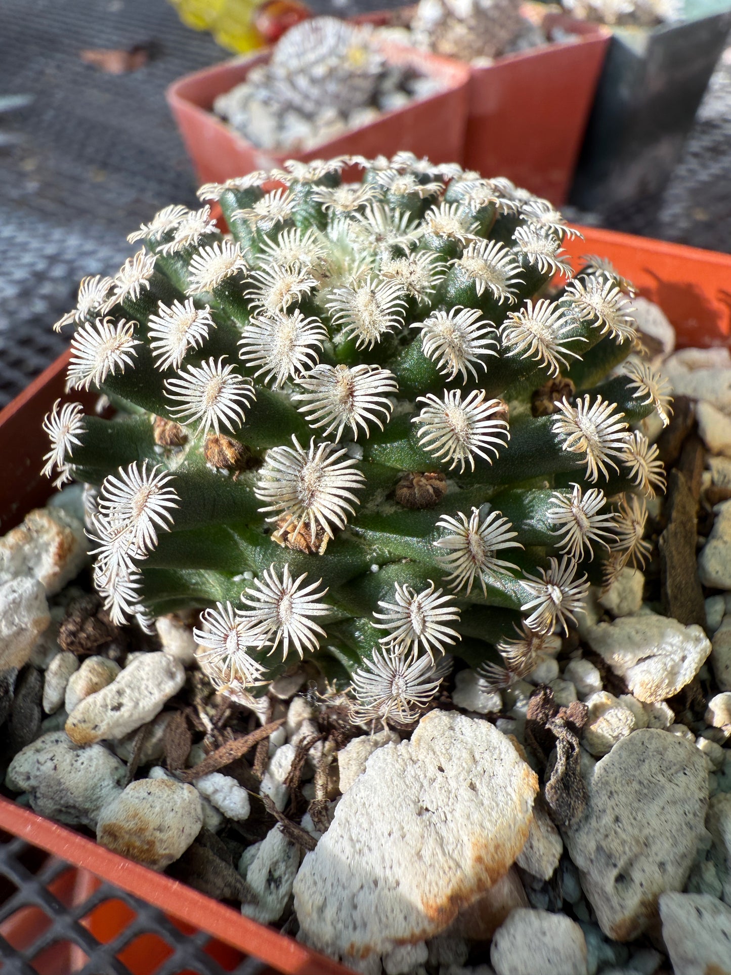 Mammillaria hernandezii cactus rare #1