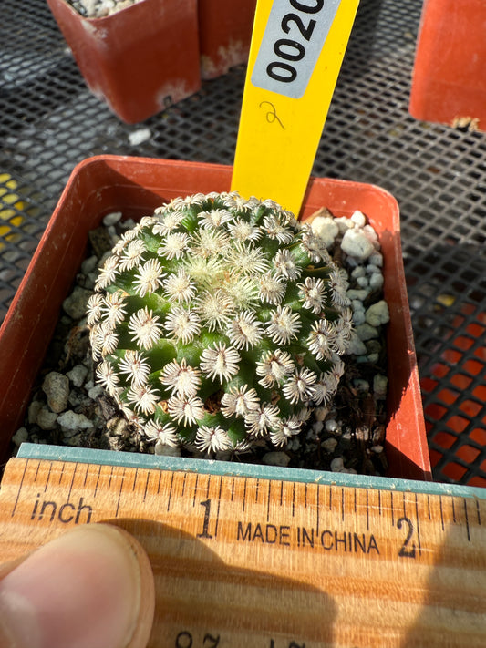 Mammillaria hernandezii rare cactus #2