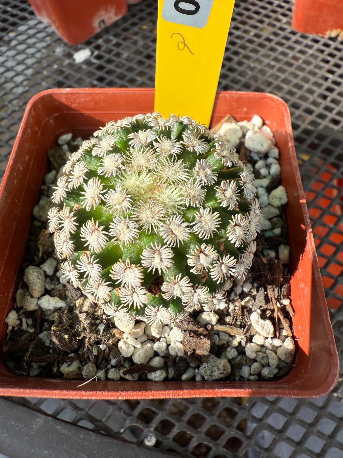 Mammillaria hernandezii rare cactus #2