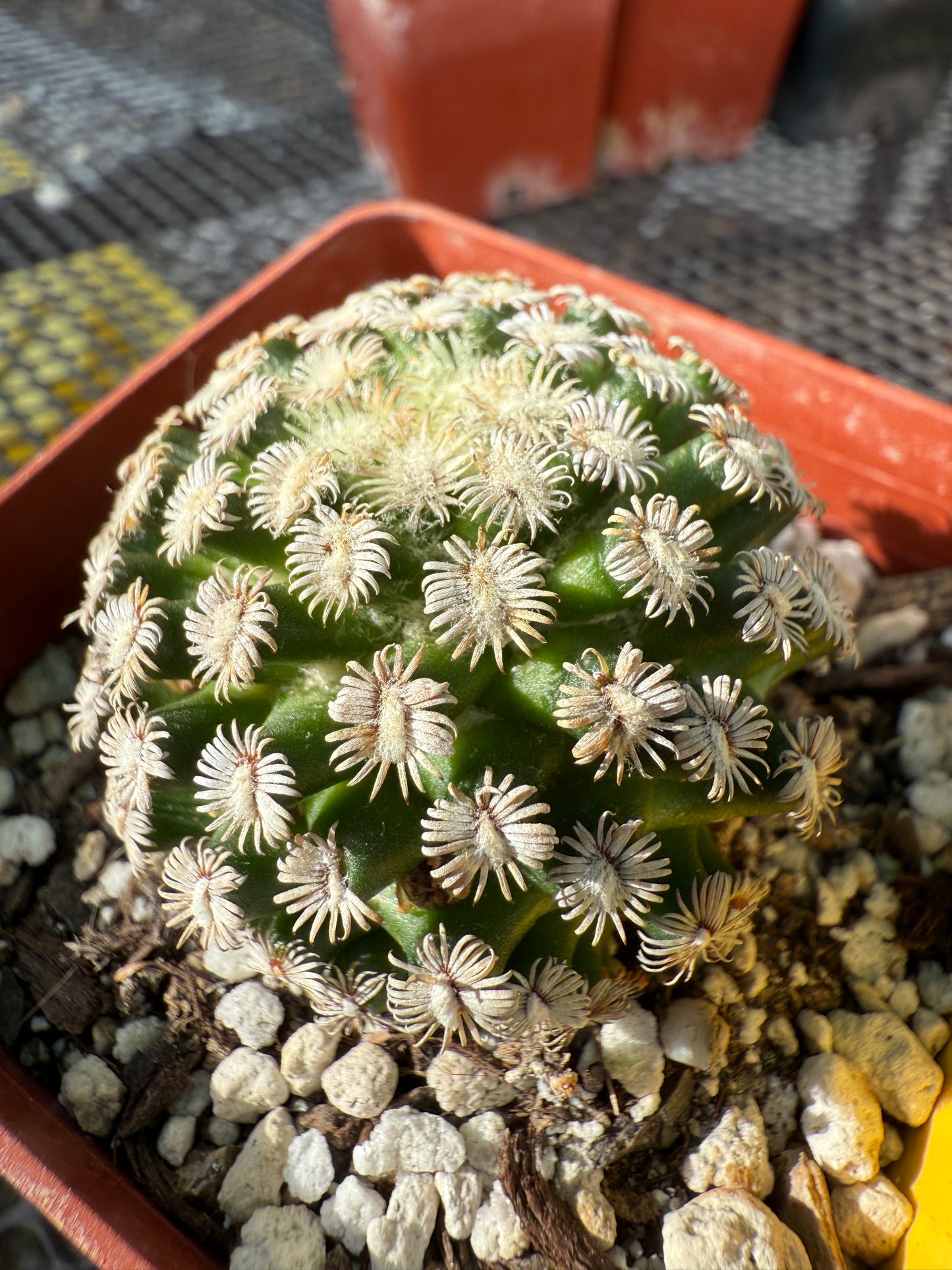 Mammillaria hernandezii rare cactus #2