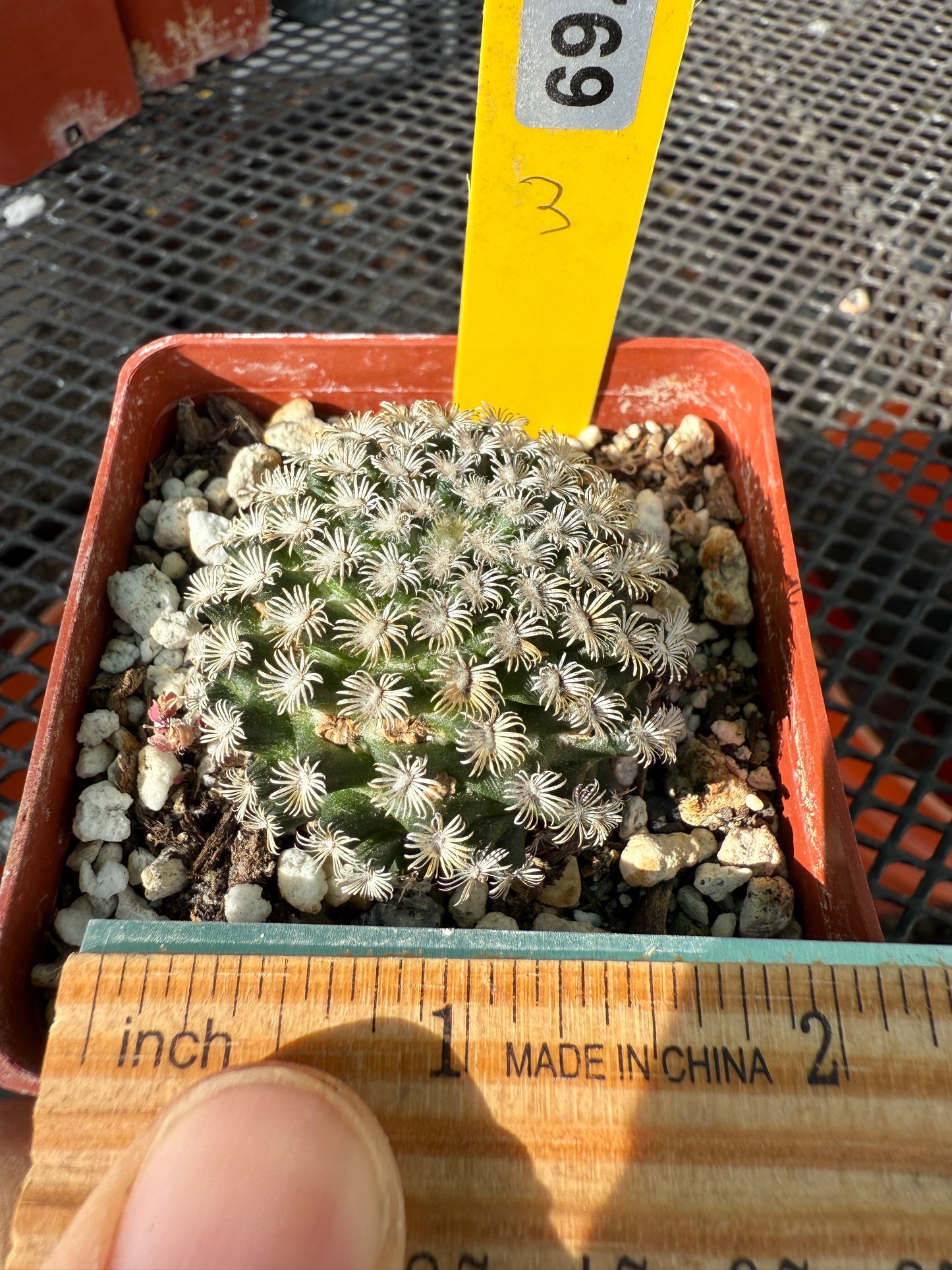 Mammillaria hernandezii rare cactus #3