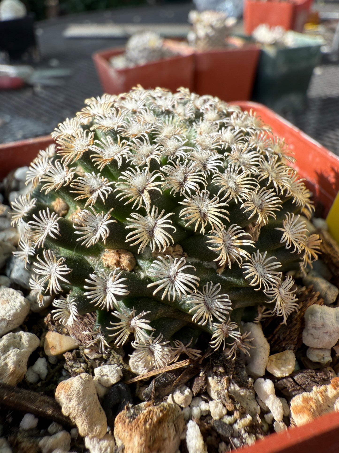 Mammillaria hernandezii rare cactus #3