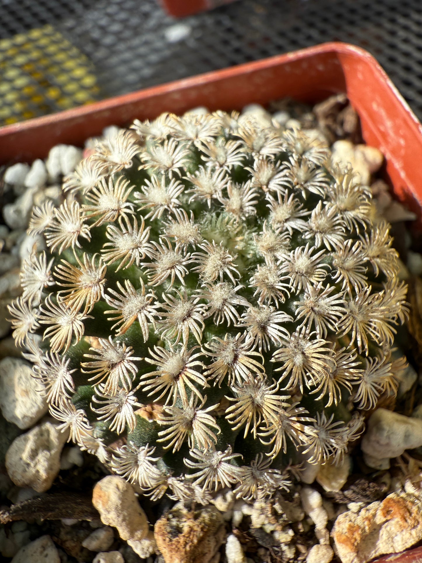 Mammillaria hernandezii rare cactus #3