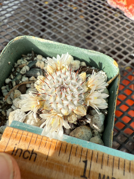 Mammillaria perezdelarosae v. Andersoniana rare miniature cactus #1