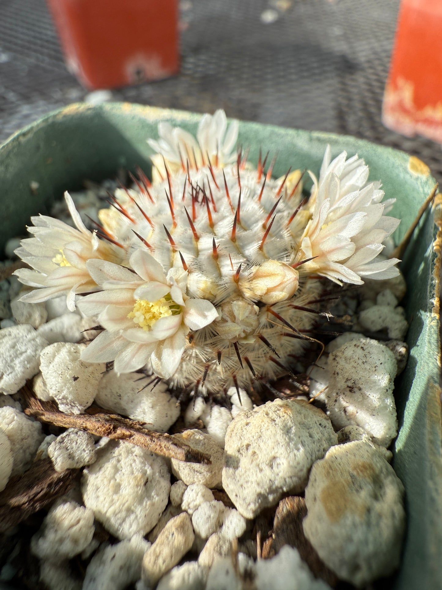 Mammillaria perezdelarosae v. Andersoniana rare miniature cactus #1