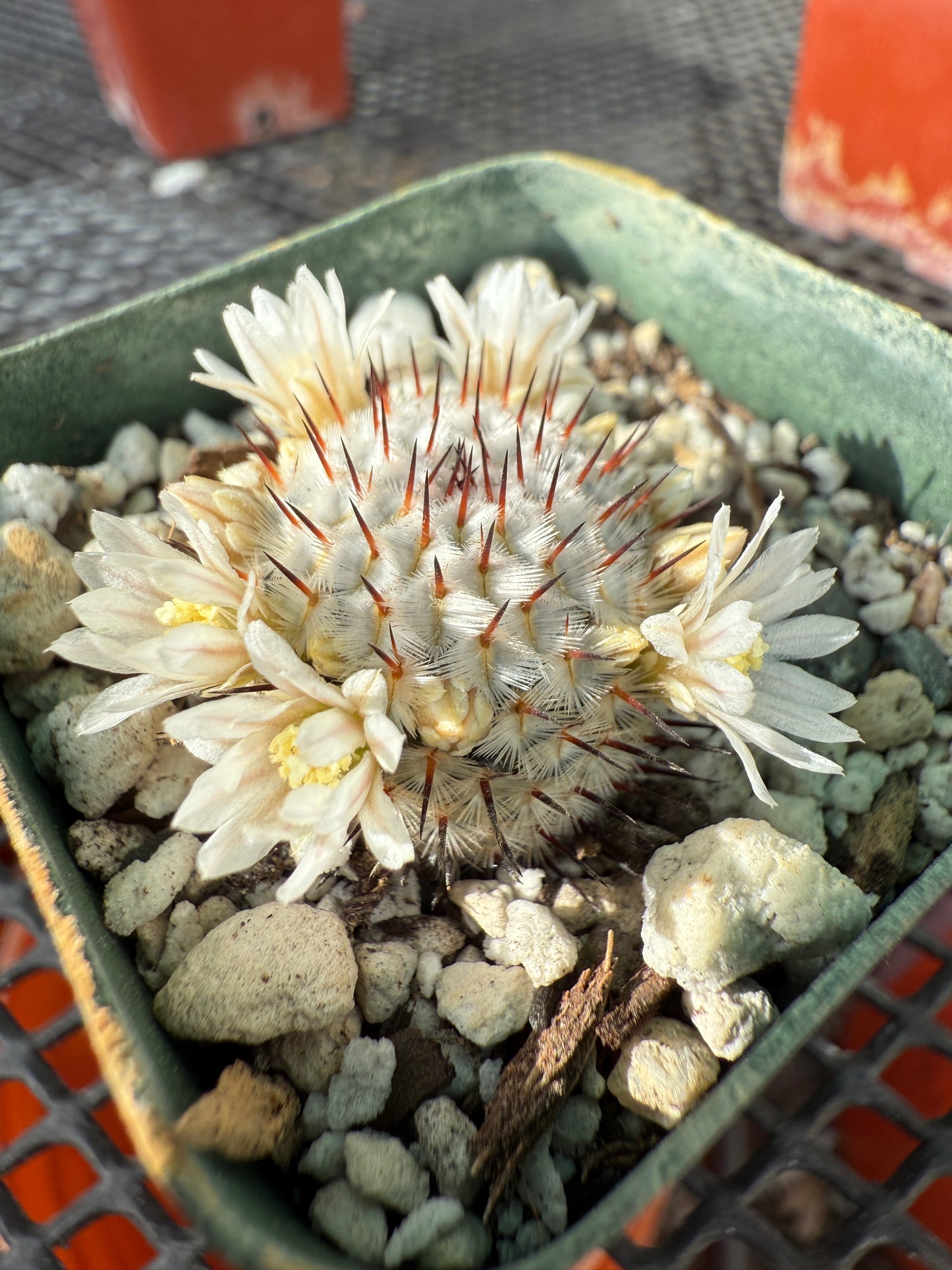 Mammillaria perezdelarosae v. Andersoniana rare miniature cactus #1