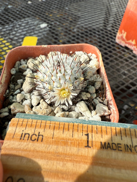 Mammillaria perezdelarosae v. Andersoniana cactus #2