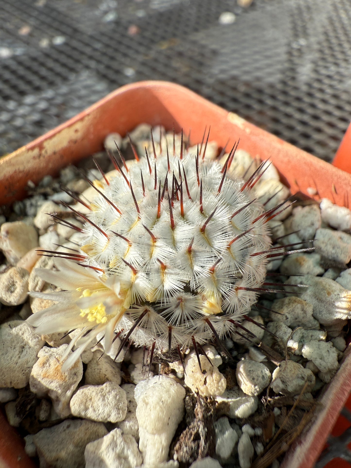 Mammillaria perezdelarosae v. Andersoniana cactus #2