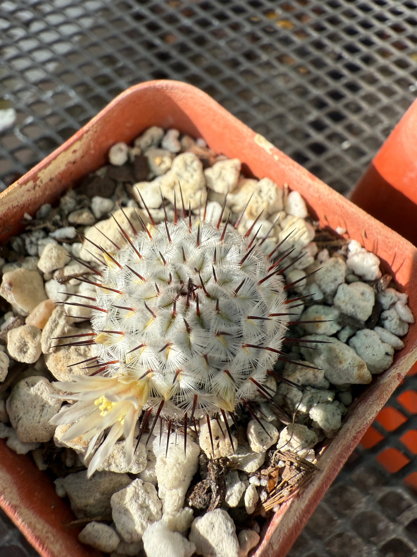 Mammillaria perezdelarosae v. Andersoniana cactus #2