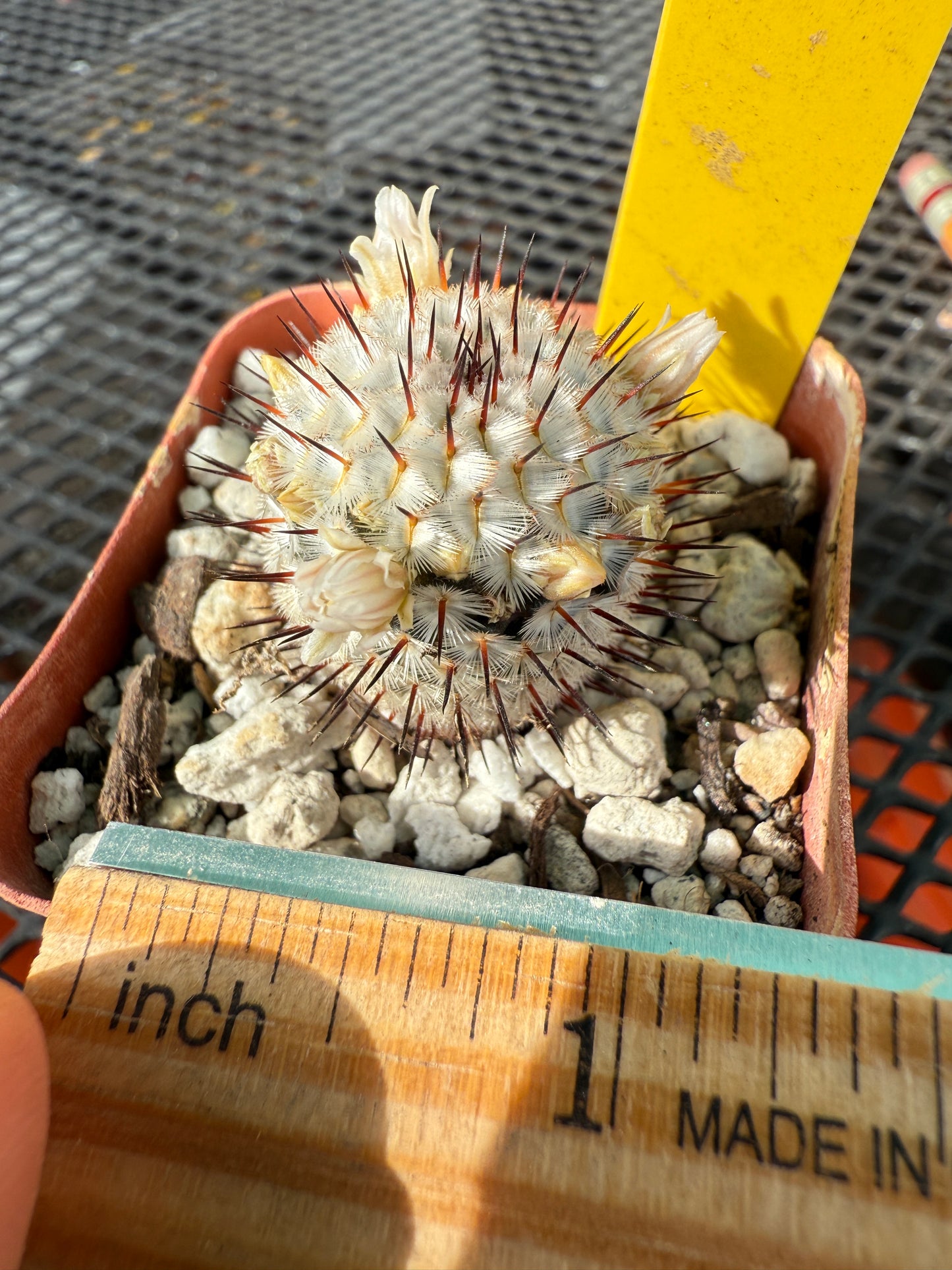 Mammillaria Perezdelarosae v Andersoniana cactus #3